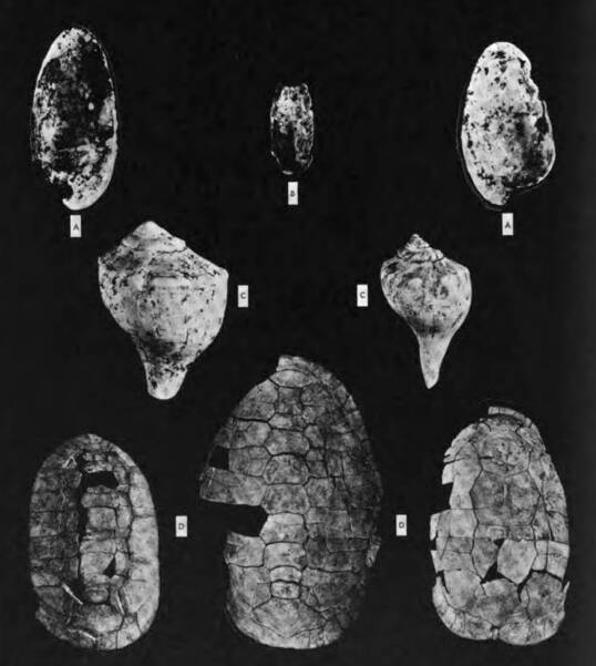 Shells from the Hopewell Burial Mounds, Robert Smith (February 1966)
